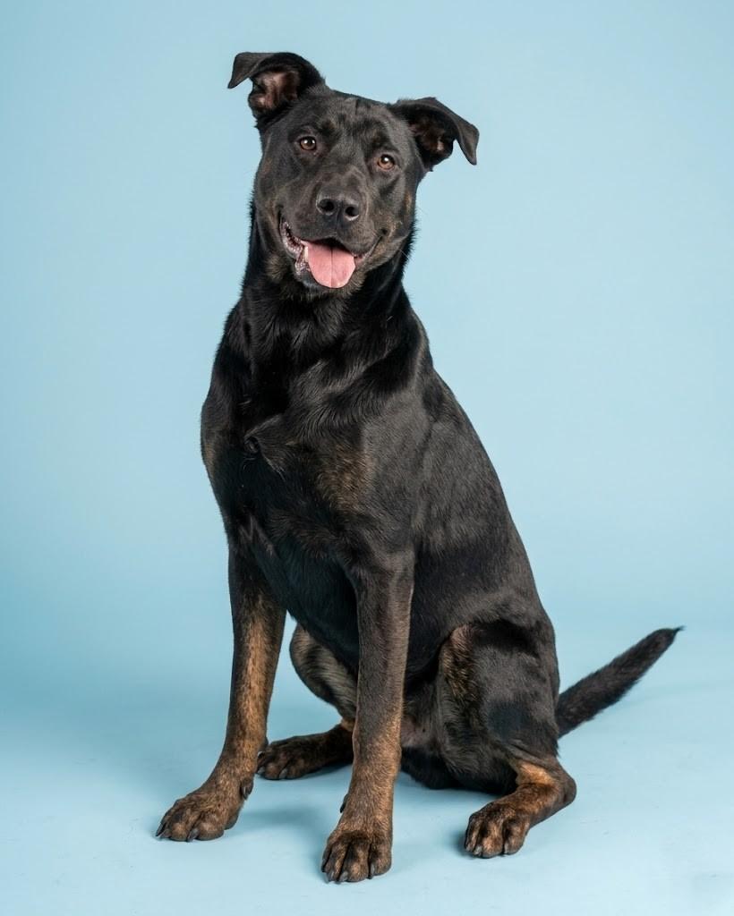 Enlarge Scooby, a Adoptable mixed breed in Hardeeville, SC image 1/1