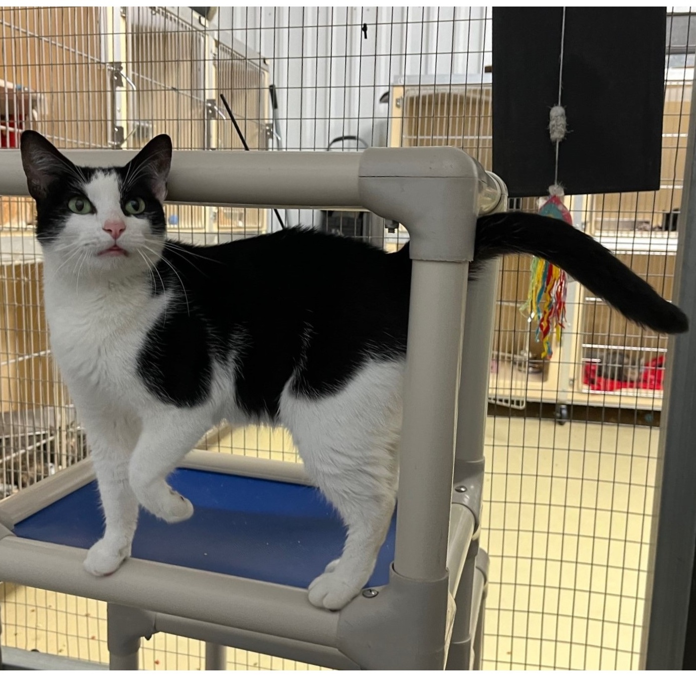 Whiskerina, Adult Female Tabby