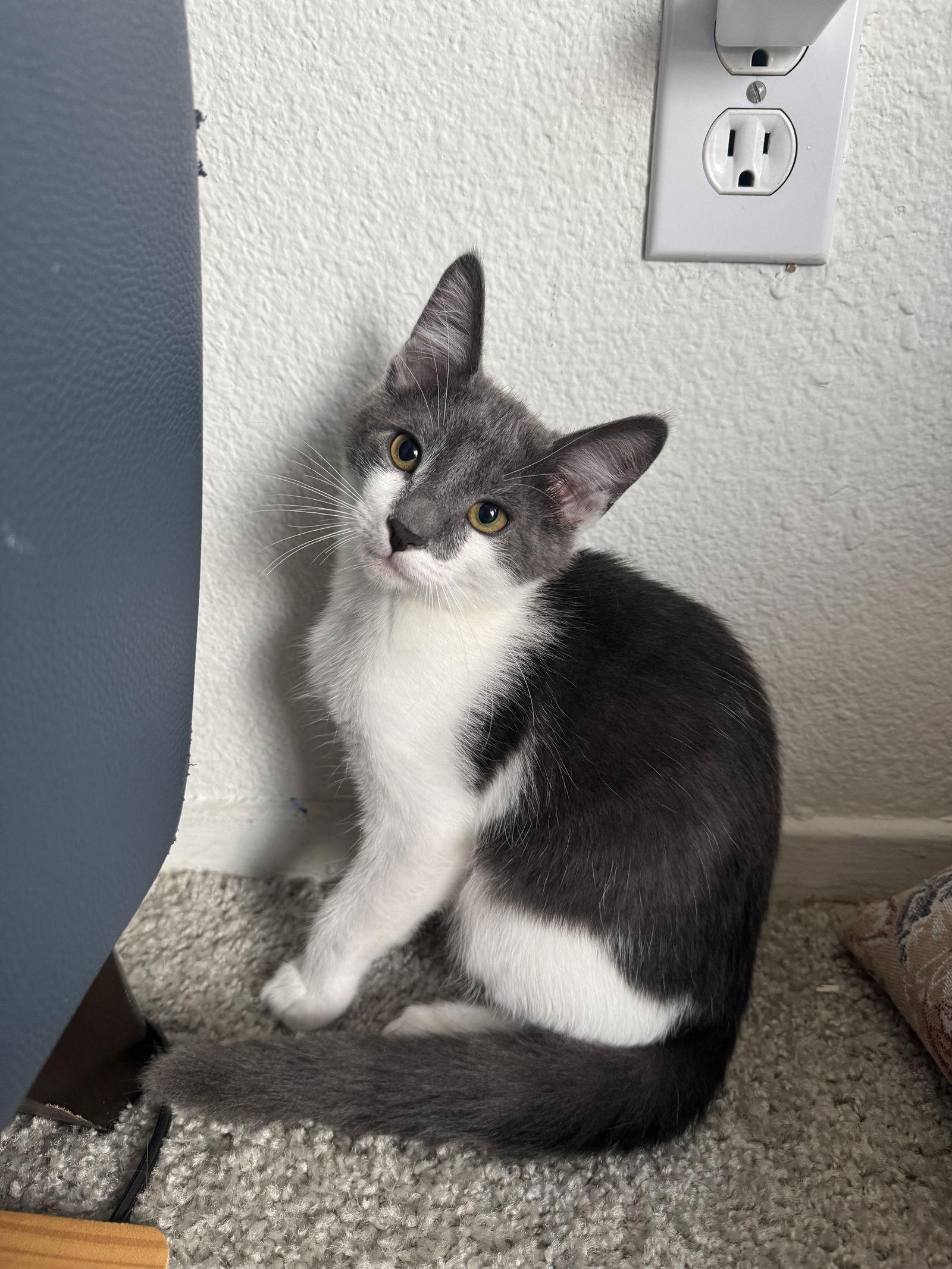 Enlarge Noemi's Ghost, a Adopted Domestic Medium Hair in San Jose, CA image 1/1