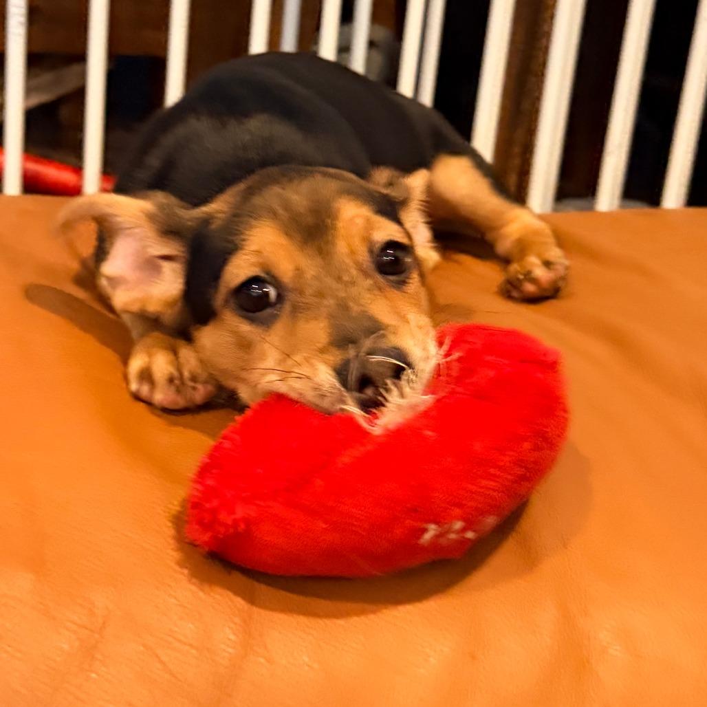 Enlarge Chappell Roan, a ADOPTABLE mixed breed in Chicago, IL image 3/4