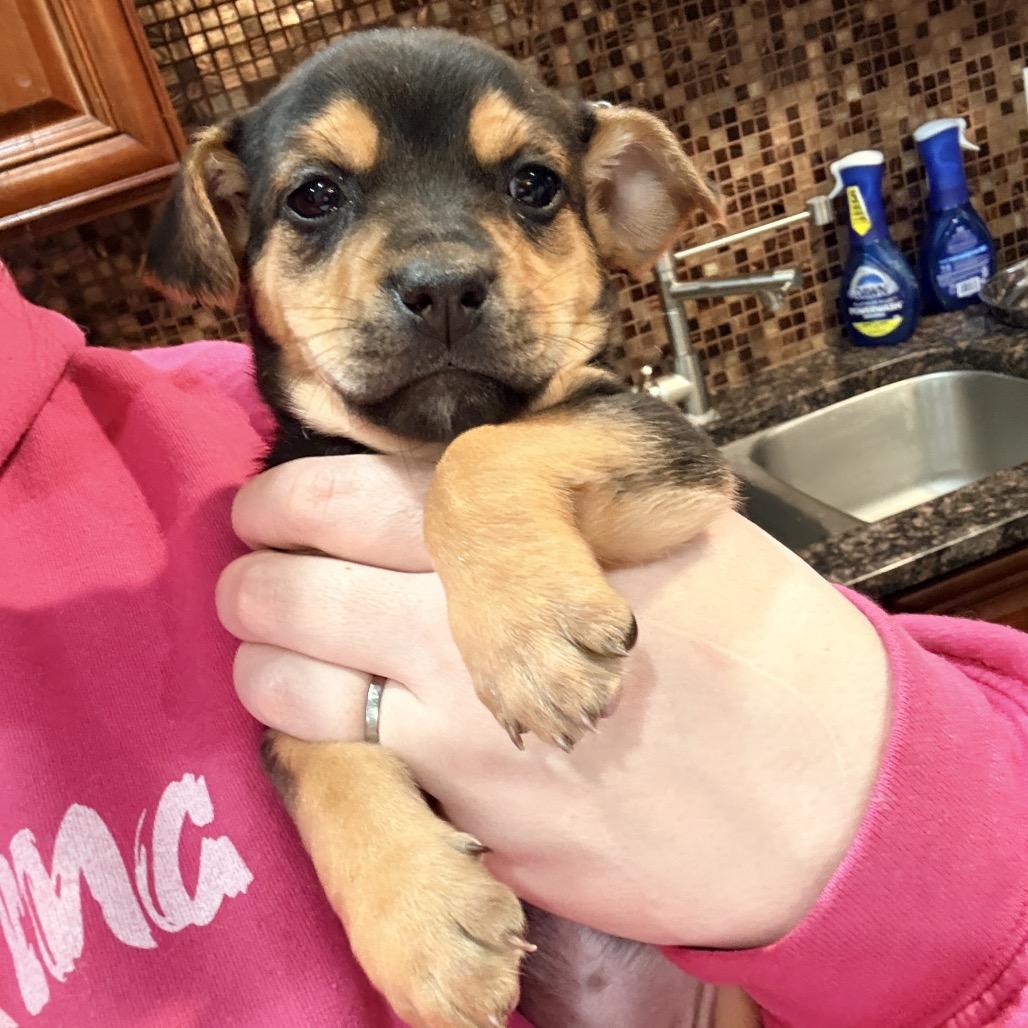 Enlarge Chappell Roan, a ADOPTABLE mixed breed in Chicago, IL image 4/4