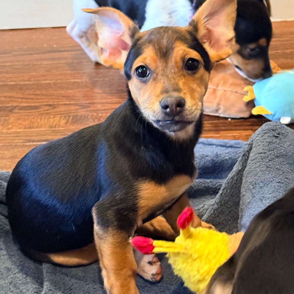 Chappell Roan, ADOPTABLE, Young Female Beagle.