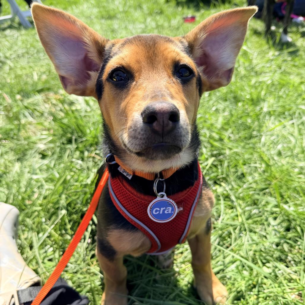 Chappell Roan, adopted, Young Female Beagle.