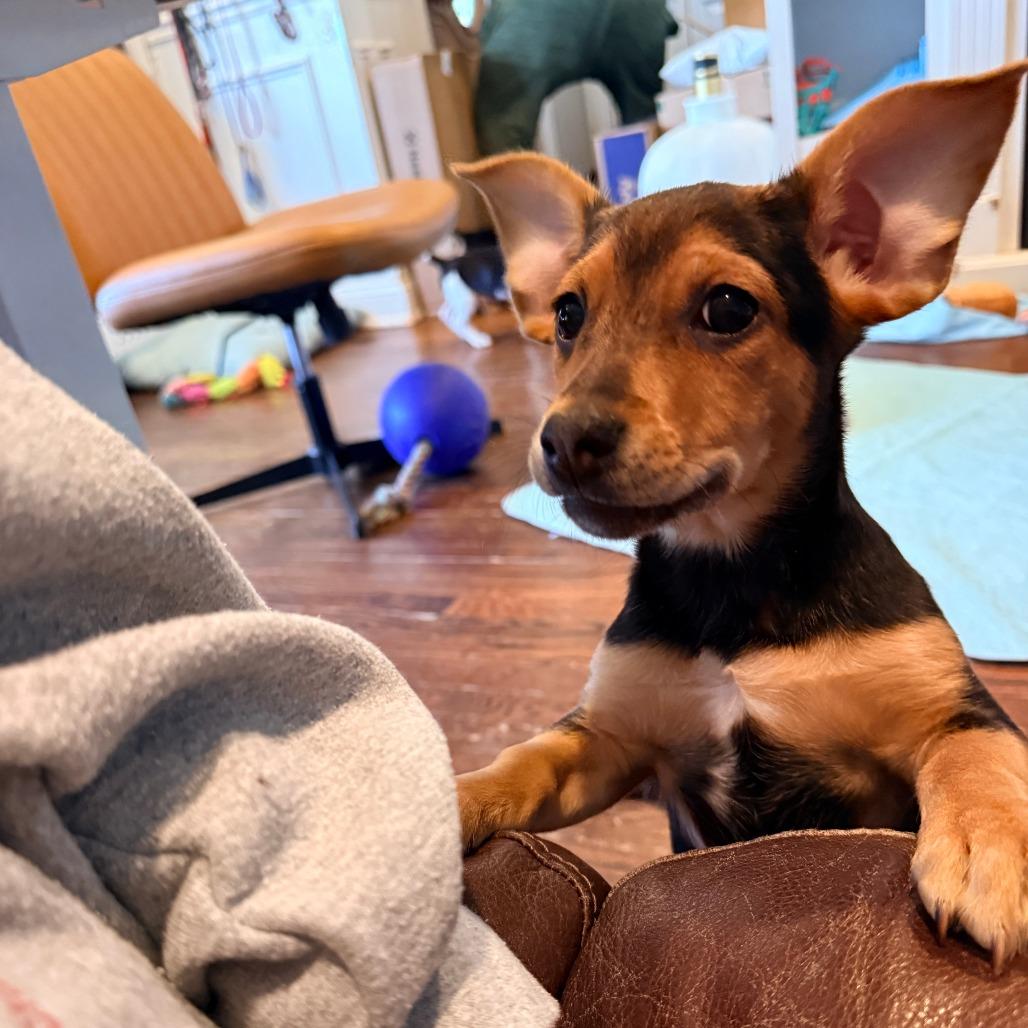 Enlarge Chappell Roan, a ADOPTABLE mixed breed in Chicago, IL image 2/4