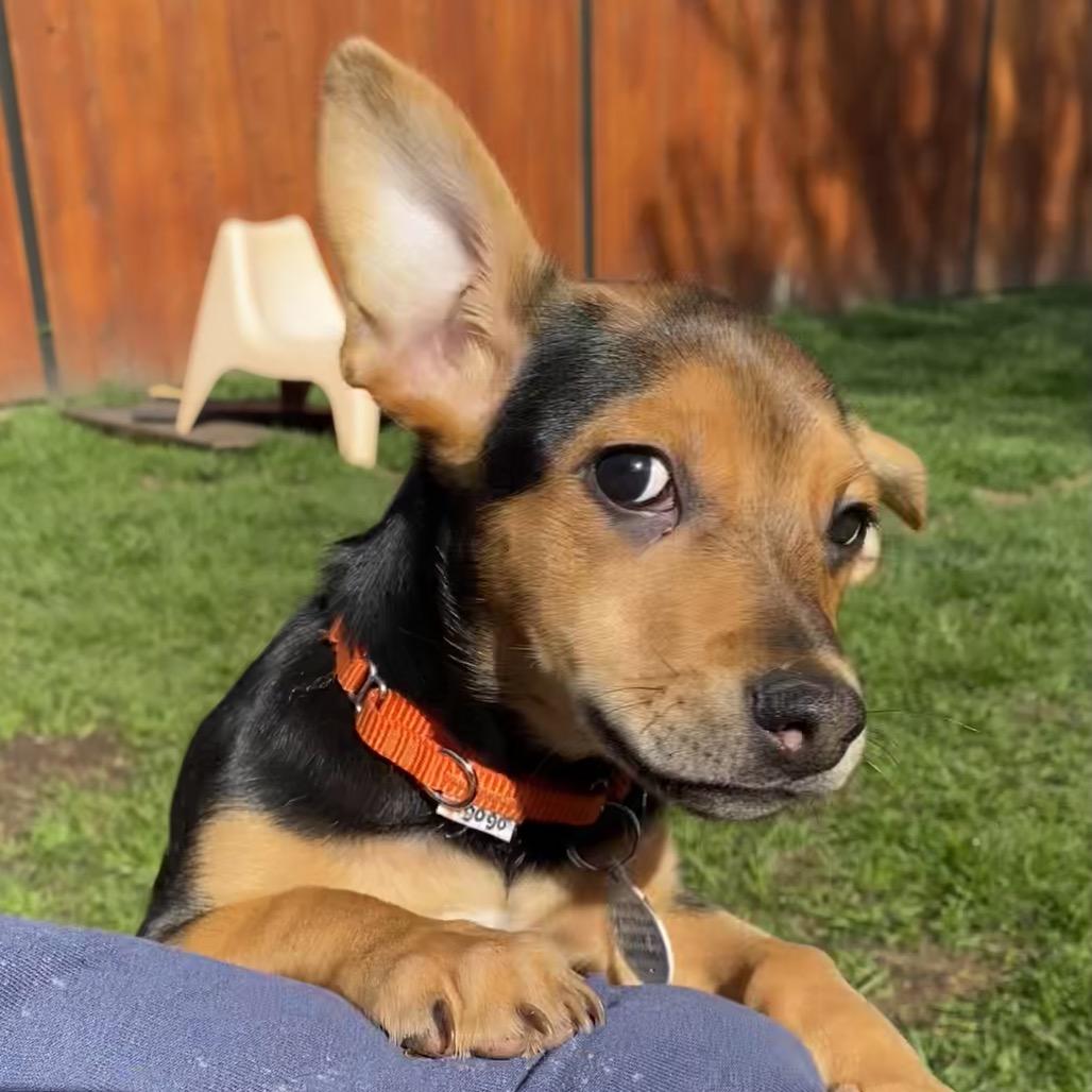 Chappell Roan, ADOPTABLE, Young Female Beagle.