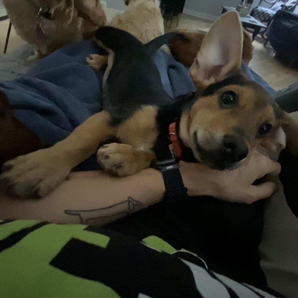 Chappell Roan, an adopted mixed breed in Chicago, IL image 6/6