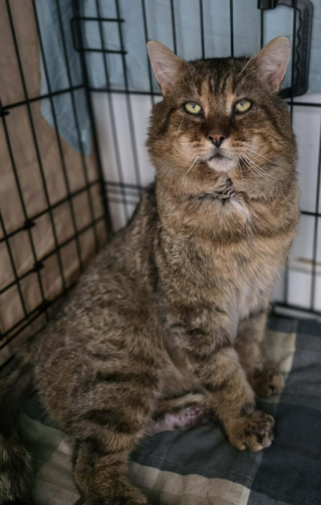 Enlarge Gary, a ADOPTABLE Domestic Long Hair in Terrebonne, QC image 5/5