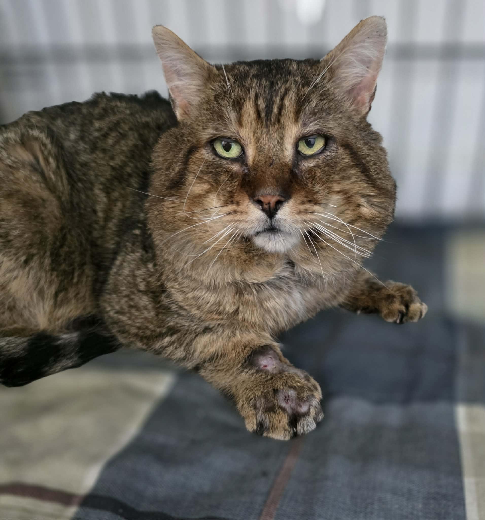 Enlarge Gary, a ADOPTABLE Domestic Long Hair in Terrebonne, QC image 1/5