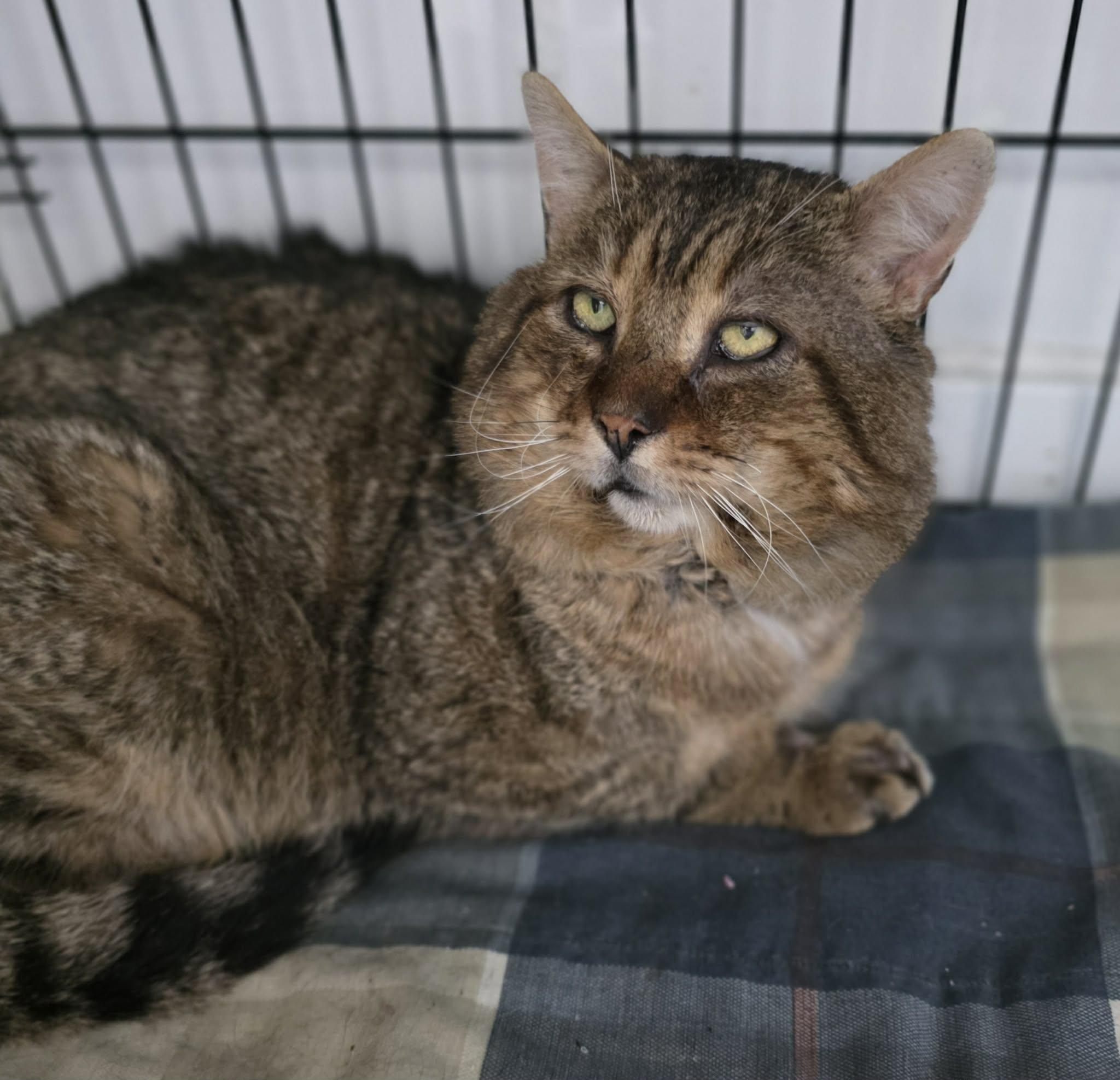 Enlarge Gary, a ADOPTABLE Domestic Long Hair in Terrebonne, QC image 4/5