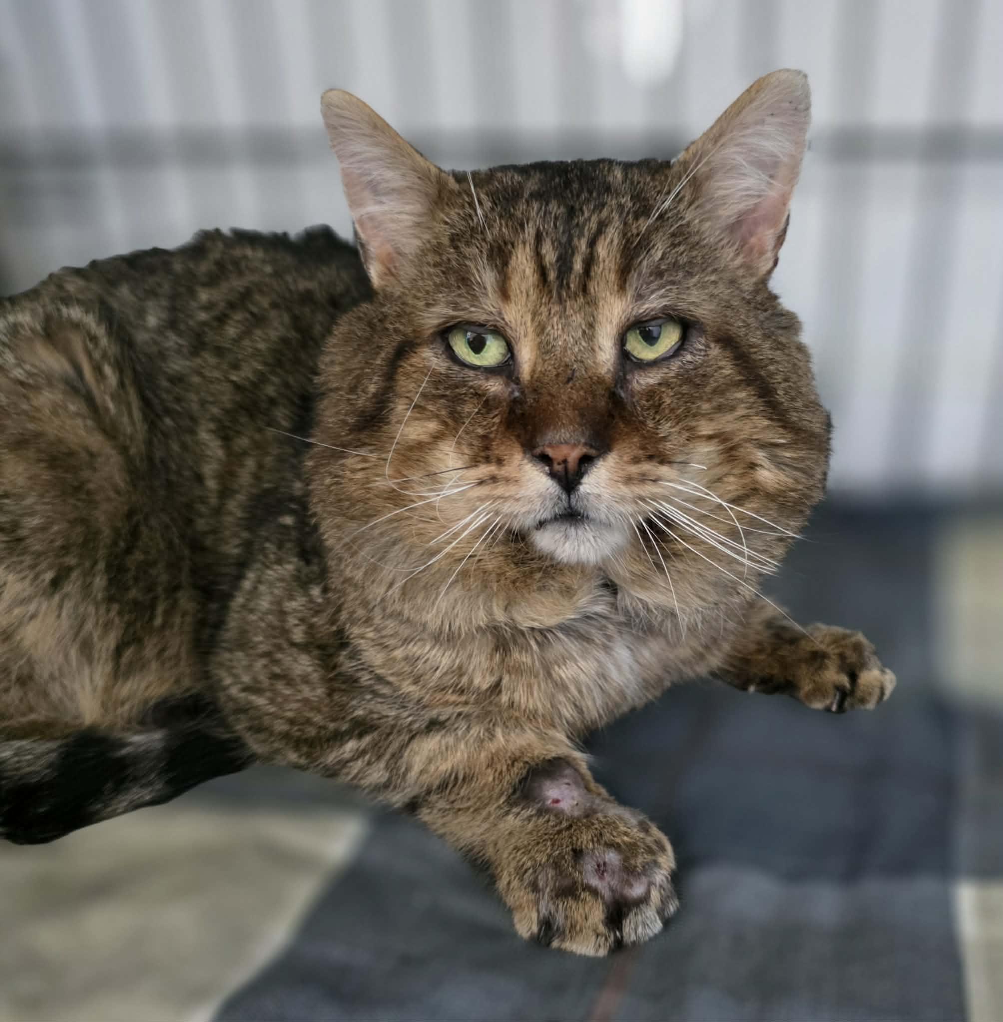 Enlarge Gary, a ADOPTABLE Domestic Long Hair in Terrebonne, QC image 3/5