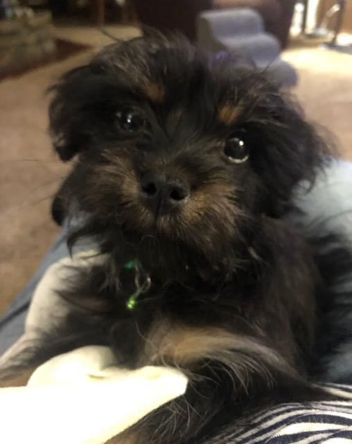 Winston , adopted, Puppy Male Yorkshire Terrier & Maltese.