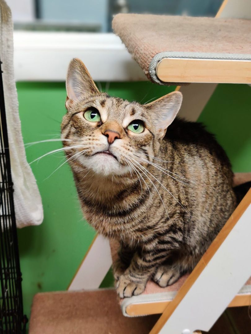 Baby, a Adoptable Domestic Short Hair in Chicago, IL image 1/2