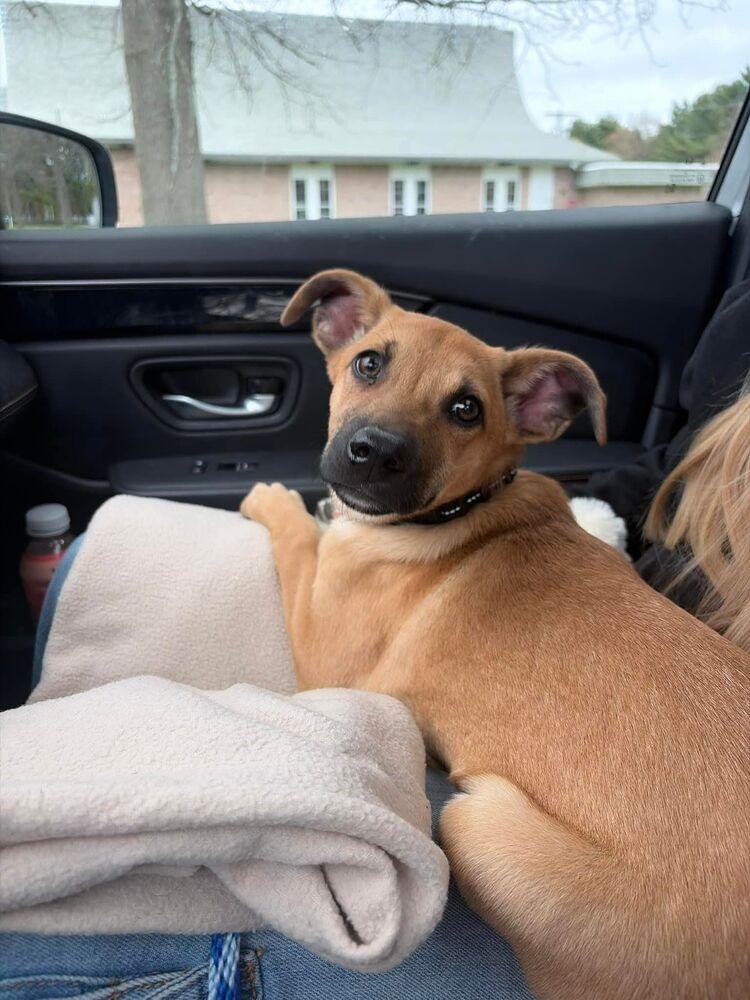 Daisy, Adoptable, Puppy Female Rhodesian Ridgeback & Black Mouth Cur.