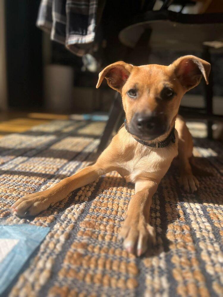 Daisy, a Adoptable mixed breed in Norfolk, MA image 3/5