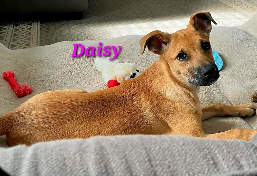 Daisy, a Adoptable mixed breed in Norfolk, MA image 4/5