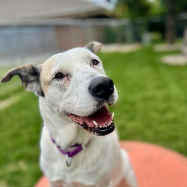 Blanca, Adoptable, Adult Female Shepherd.