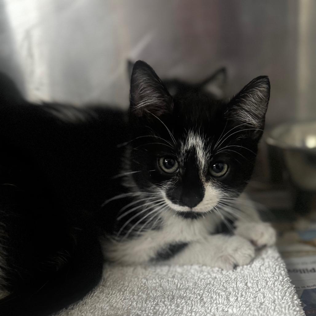 Ferguson, a Adoptable Domestic Long Hair in Starkville, MS image 1/2