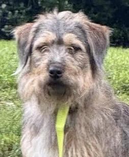 Enlarge McAfee, an adopted mixed breed in Cumming, GA image 1/6
