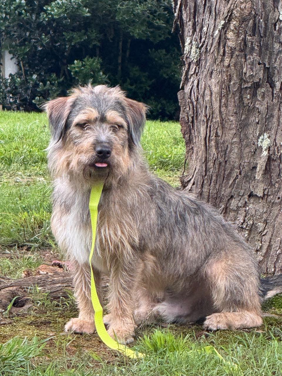 Enlarge McAfee, an adopted mixed breed in Cumming, GA image 5/6