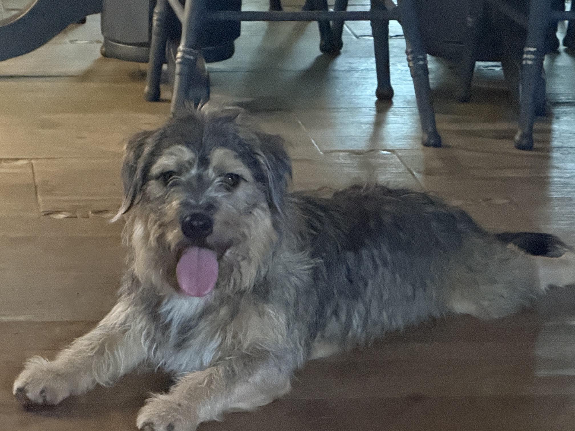 Enlarge McAfee, an adopted mixed breed in Cumming, GA image 2/6