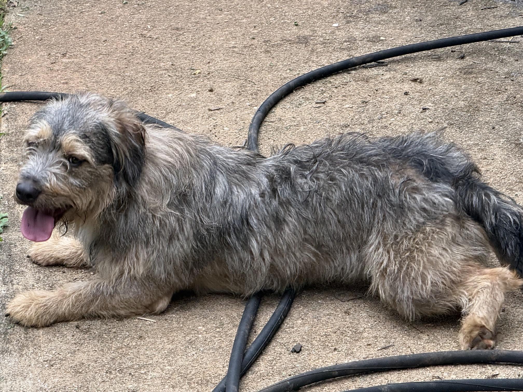 Enlarge McAfee, an adopted mixed breed in Cumming, GA image 3/6