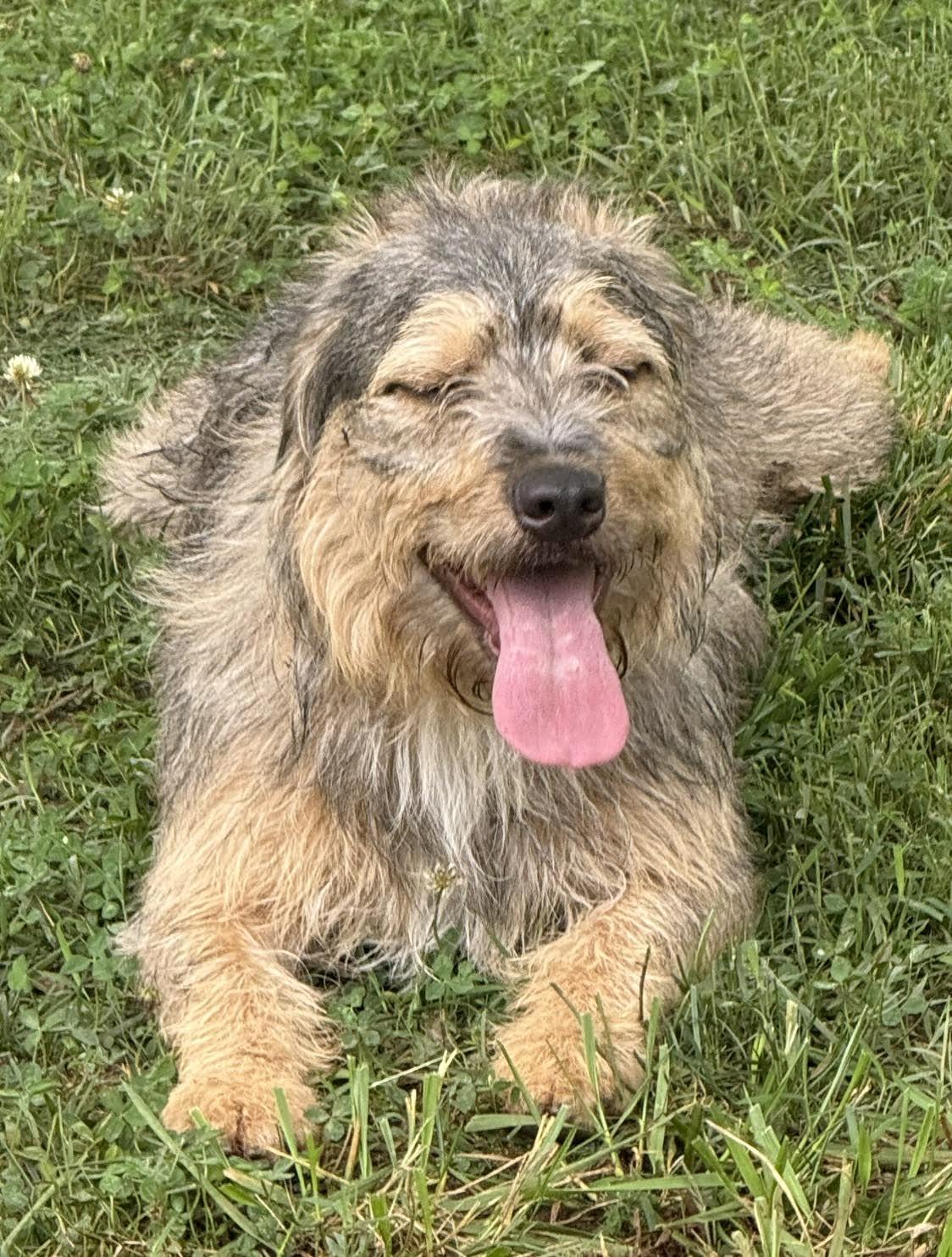 Enlarge McAfee, an adopted mixed breed in Cumming, GA image 4/6