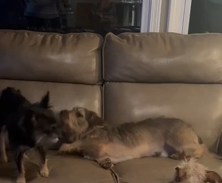 Enlarge McAfee, an adopted mixed breed in Cumming, GA video 6/6