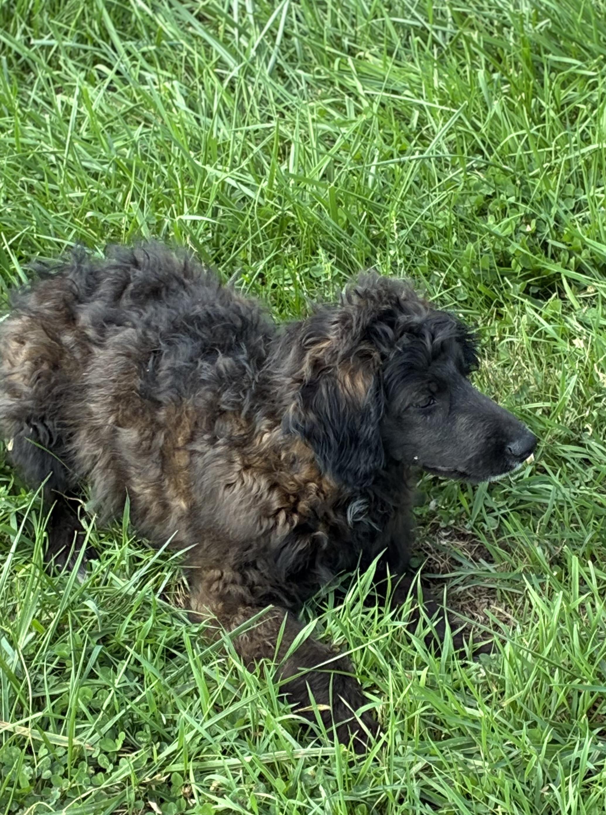 Bar None, Adoptable, Puppy Male Australian Shepherd.
