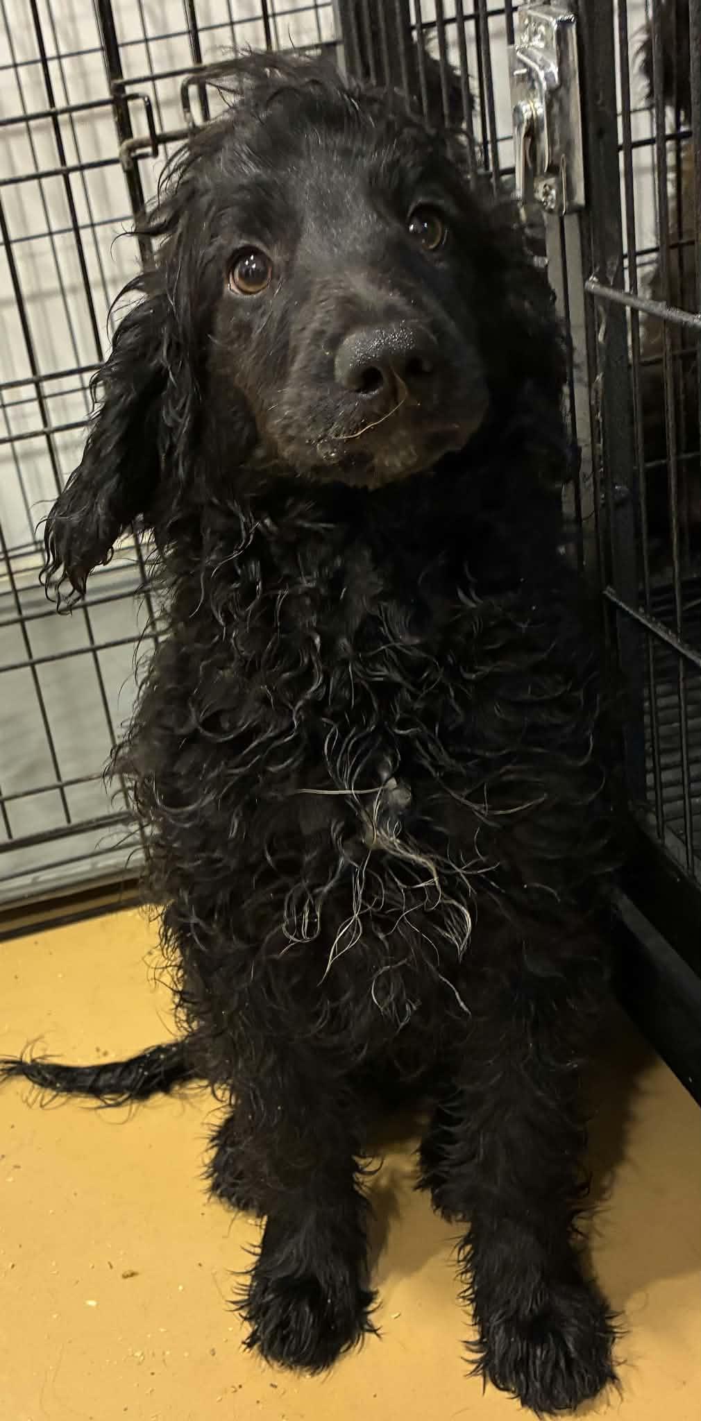 Enlarge Bar None, a Adoptable mixed breed in Havertown, PA image 2/2