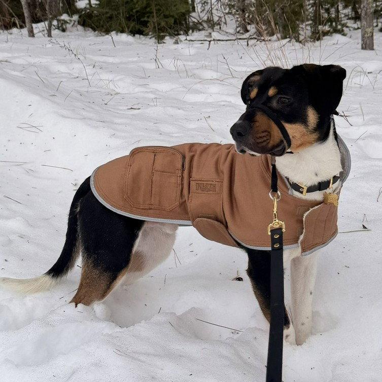 Enlarge Rick Astley, a Adoptable Terrier in Fargo, ND image 1/3