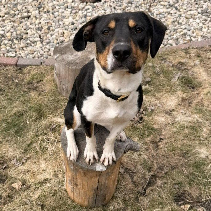 Enlarge Rick Astley, a Adoptable Terrier in Fargo, ND image 2/3