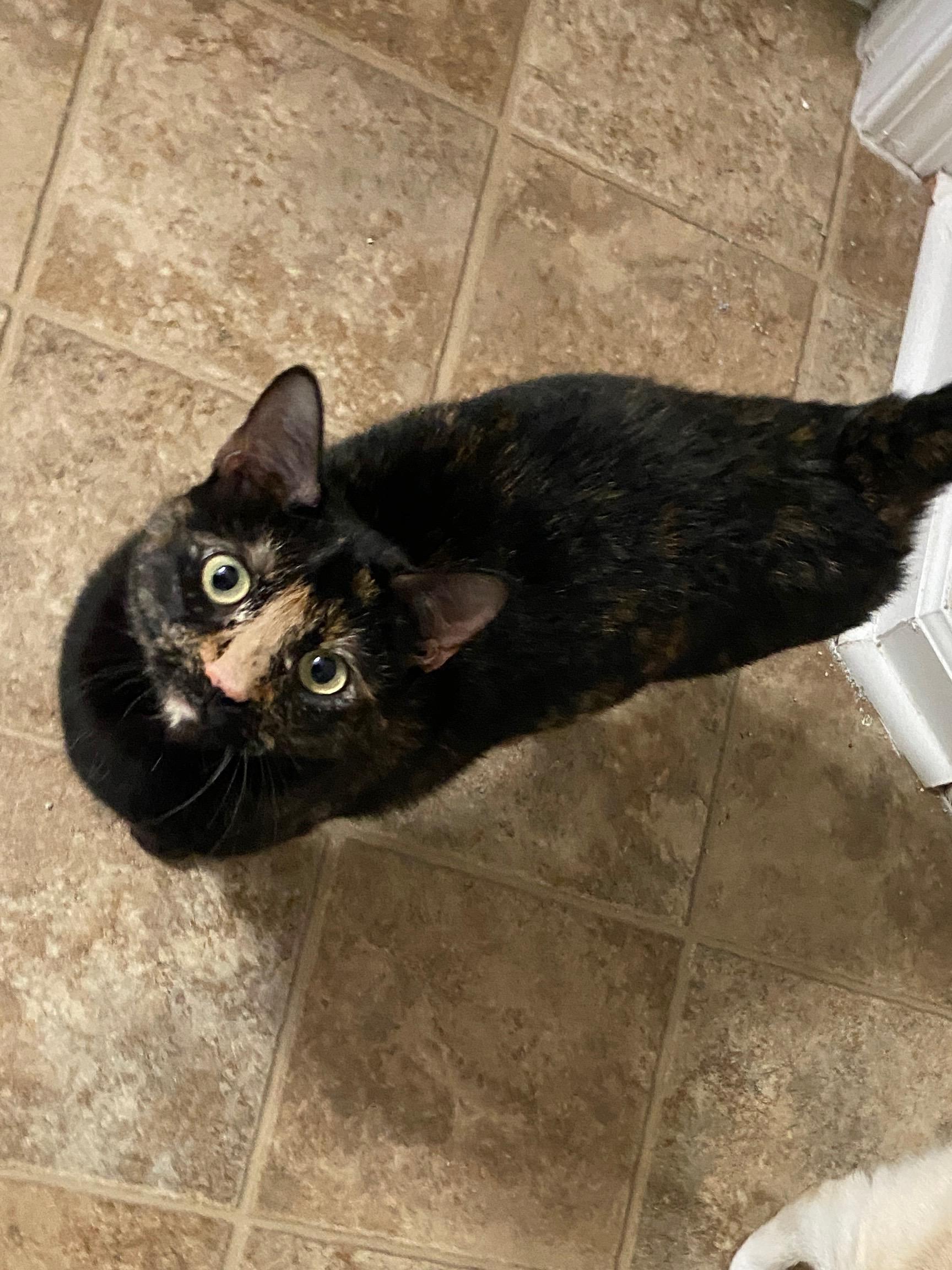 Enlarge Noah and Allie, a Adopted Domestic Short Hair in Savannah, GA image 3/6