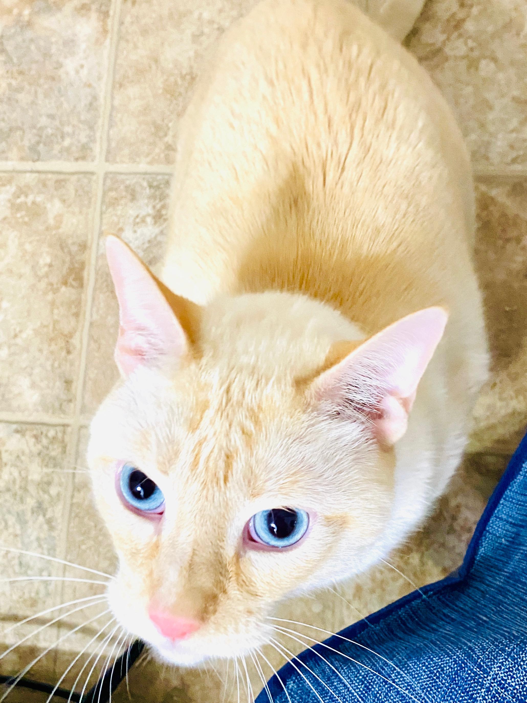 Enlarge Noah and Allie, a Adopted Domestic Short Hair in Savannah, GA image 4/6