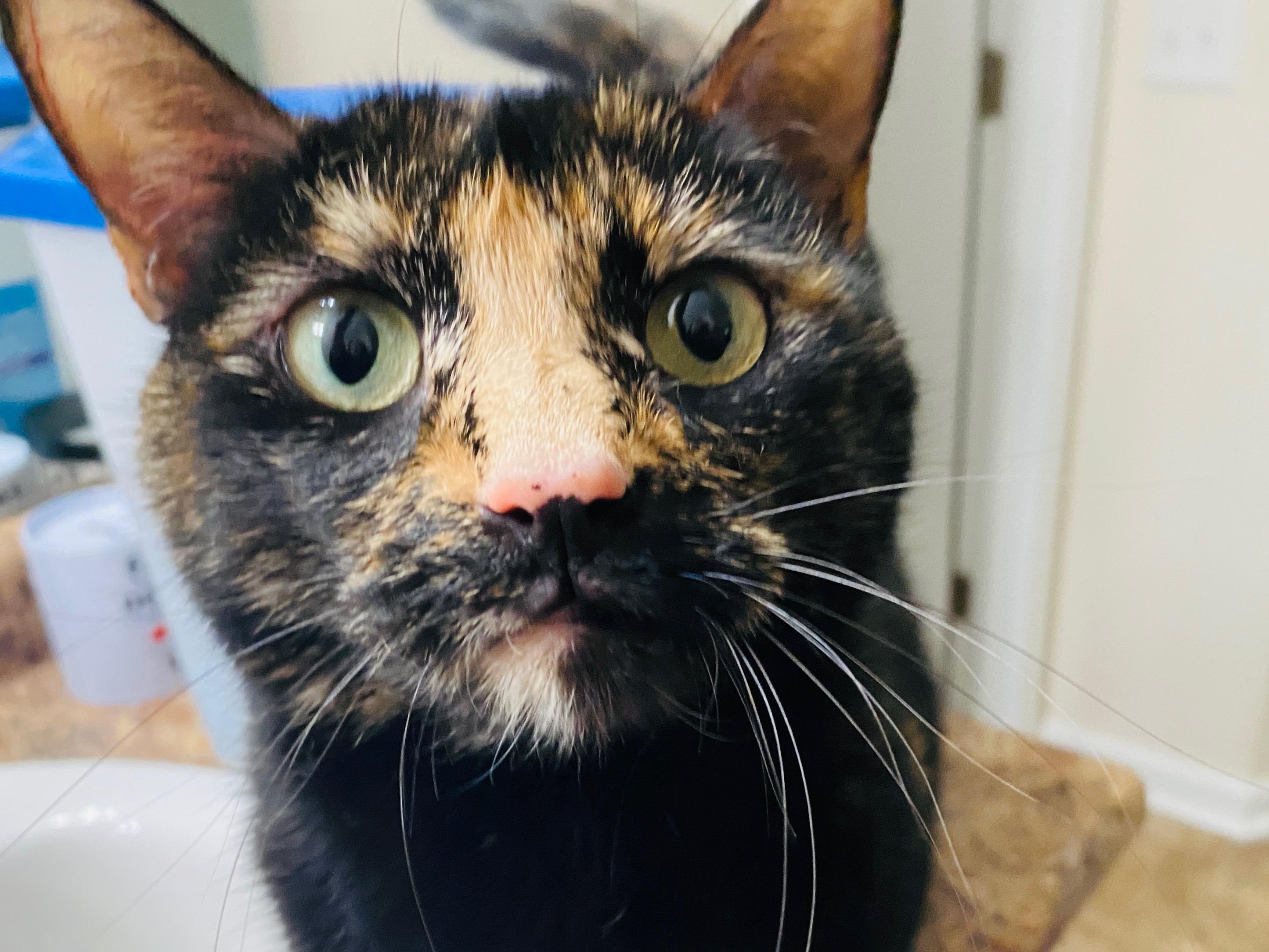 Enlarge Noah and Allie, a Adopted Domestic Short Hair in Savannah, GA image 5/6