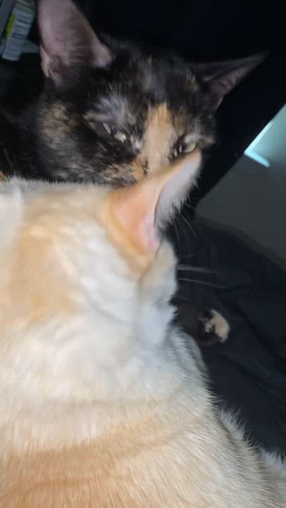 Enlarge Noah and Allie, a Adopted Domestic Short Hair in Savannah, GA video 6/6