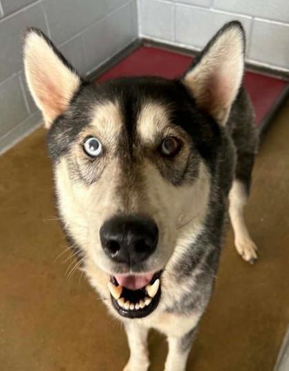 Whataburger, Adoptable, Adult Male Husky & Mixed Breed.