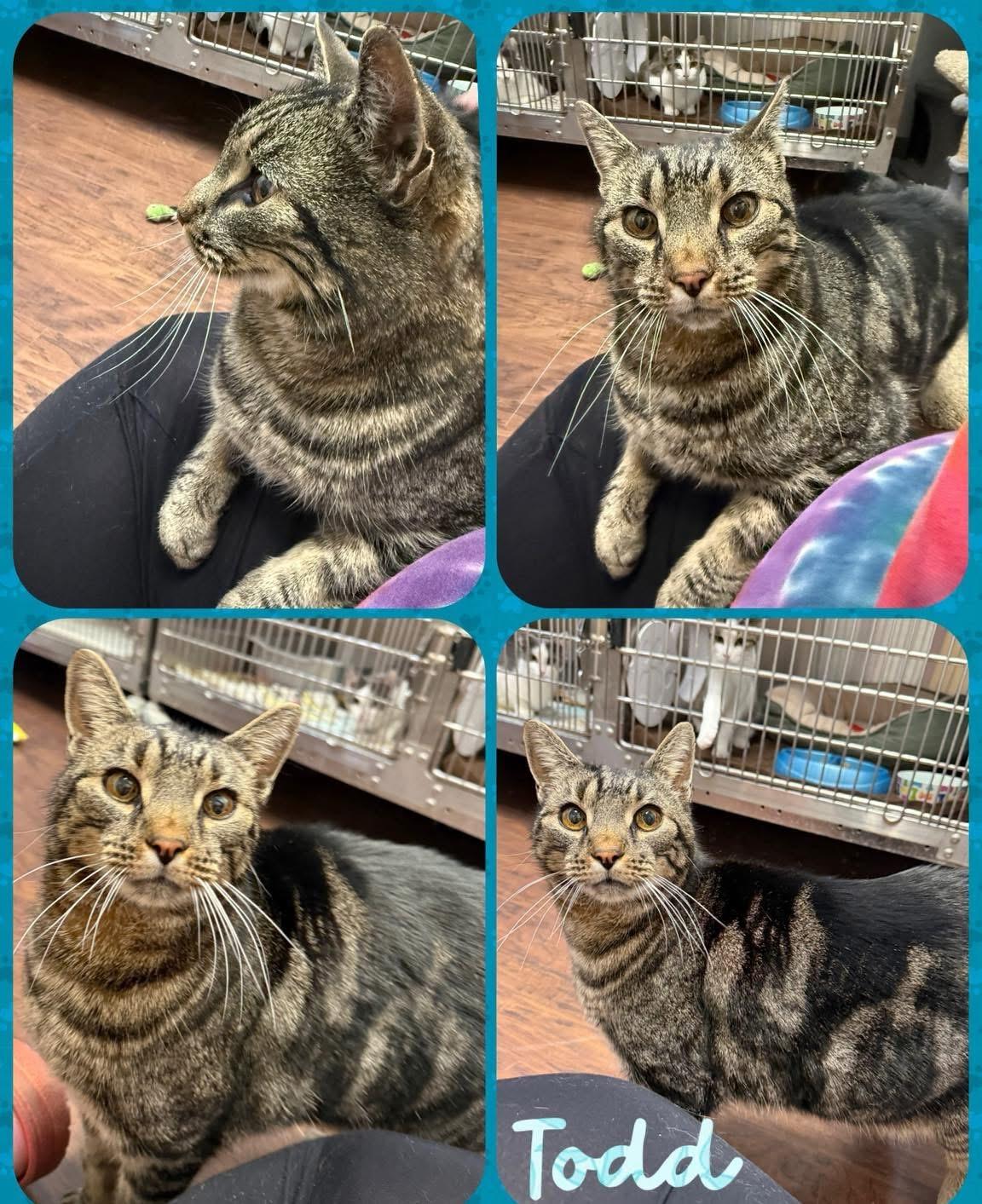 Todd, ADOPTABLE, Adult Male Domestic Short Hair.