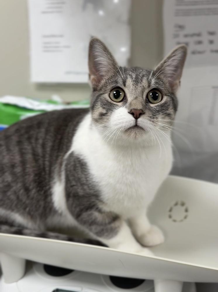 Enlarge Gregory, a Adoptable mixed breed in Bemidji, MN image 1/1