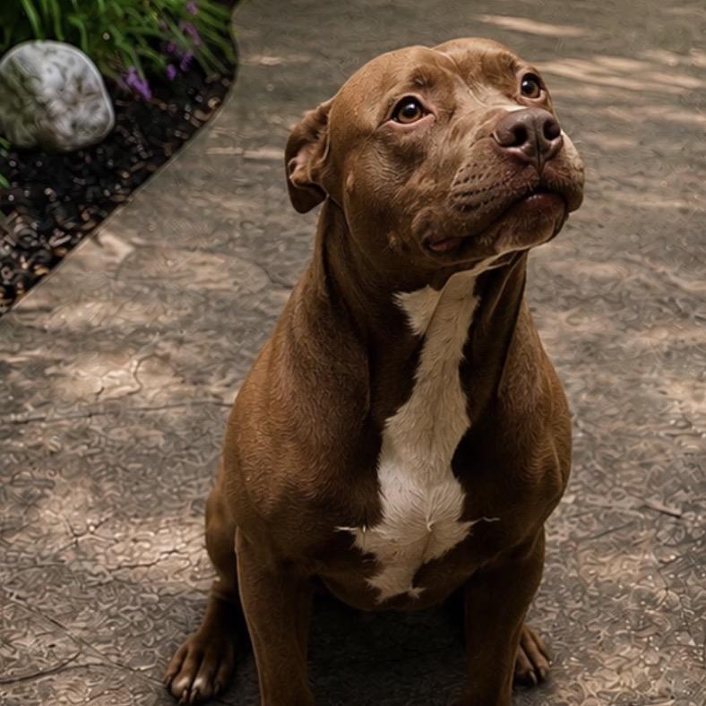 Rocky, Adoptable, Adult Male Pit Bull Terrier & Mixed Breed.