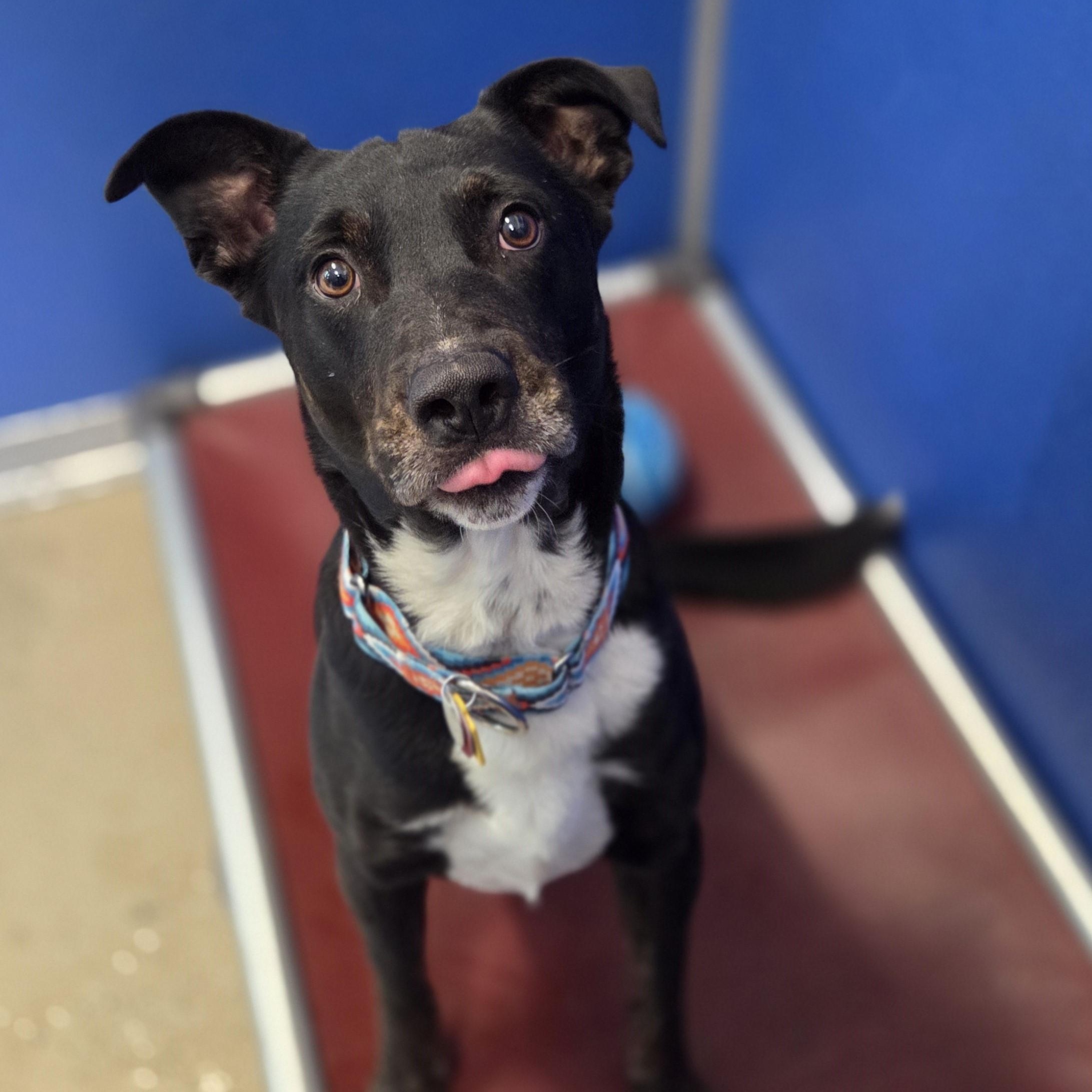 Enlarge Montana, an adopted mixed breed in Brookings, SD image 1/2