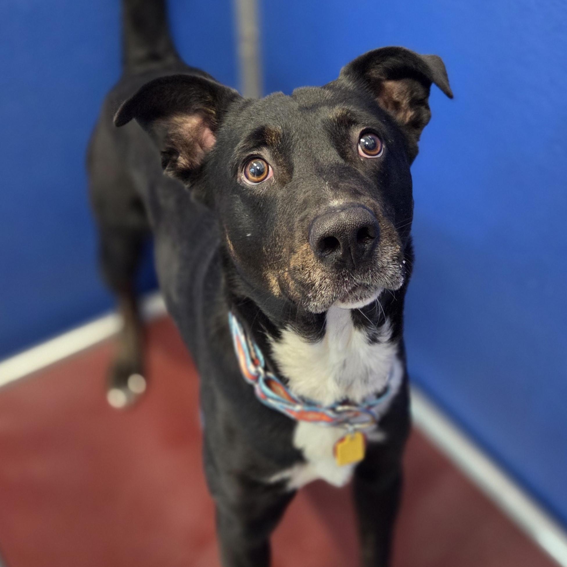 Enlarge Montana, an adopted mixed breed in Brookings, SD image 2/2