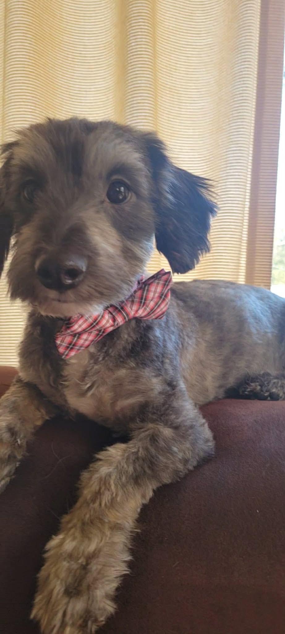 Rooney — thumbnail 2