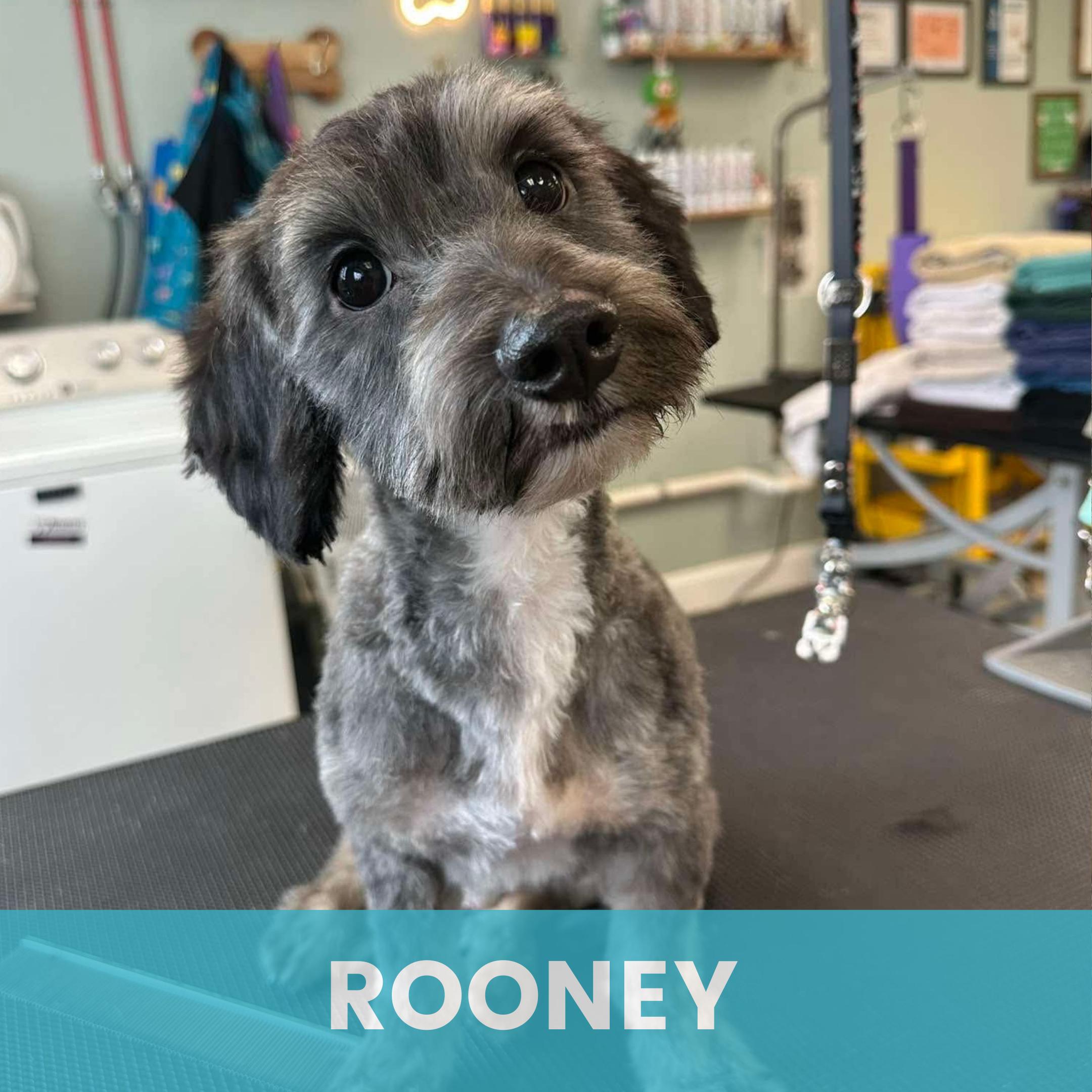 Rooney, ADOPTABLE, Young Male Mixed Breed.