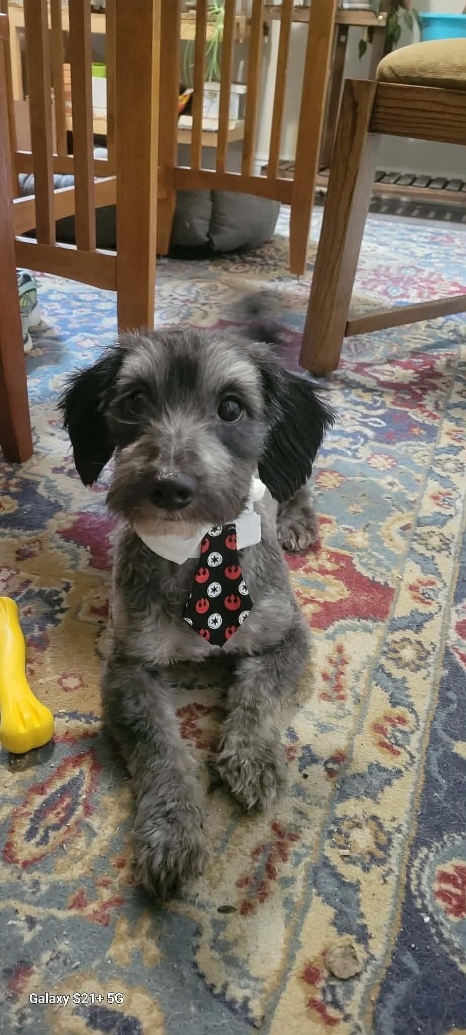 Rooney — thumbnail 5