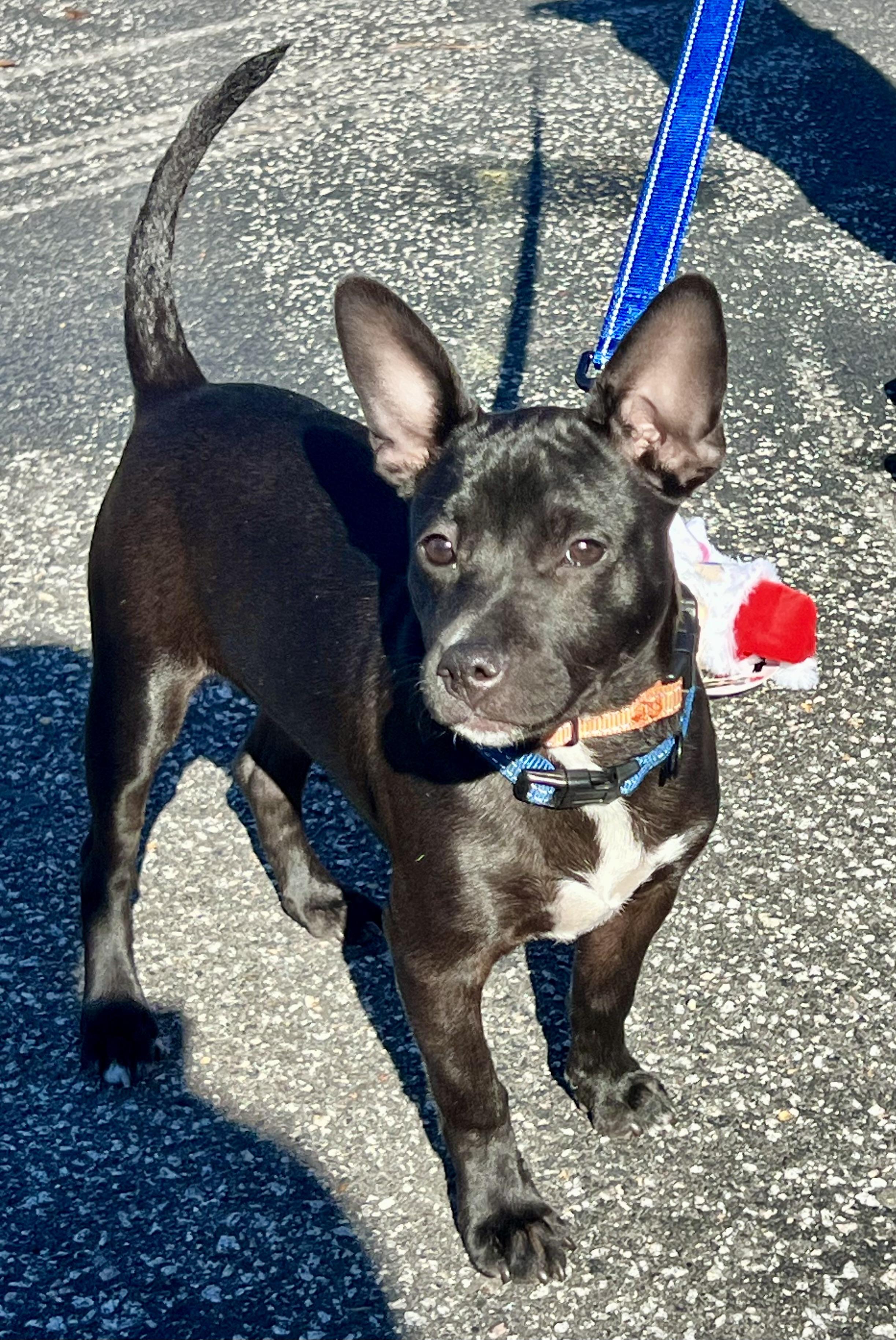 Enlarge Finn, a Adoptable mixed breed in Mt Pleasant, SC image 4/6