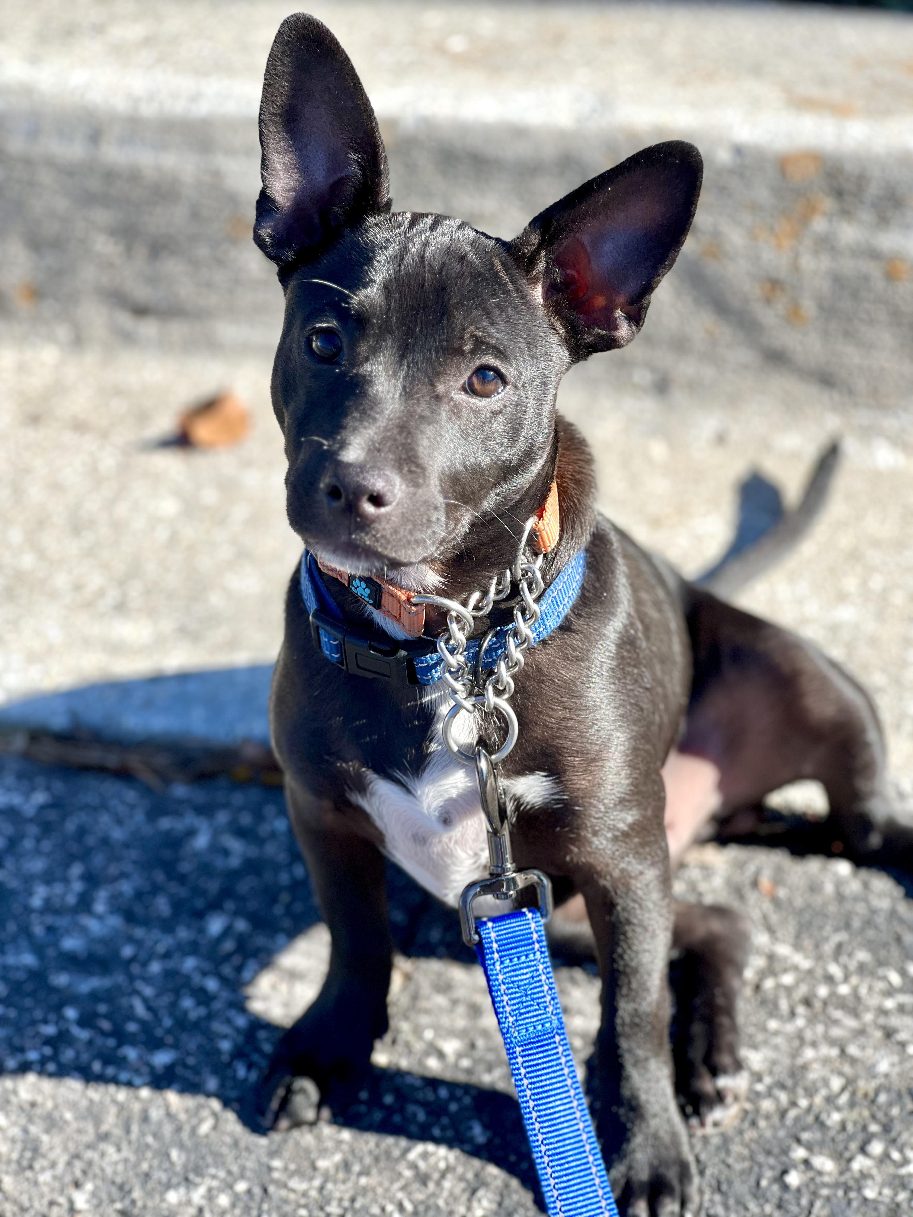 Enlarge Finn, a Adoptable mixed breed in Mt Pleasant, SC image 5/6