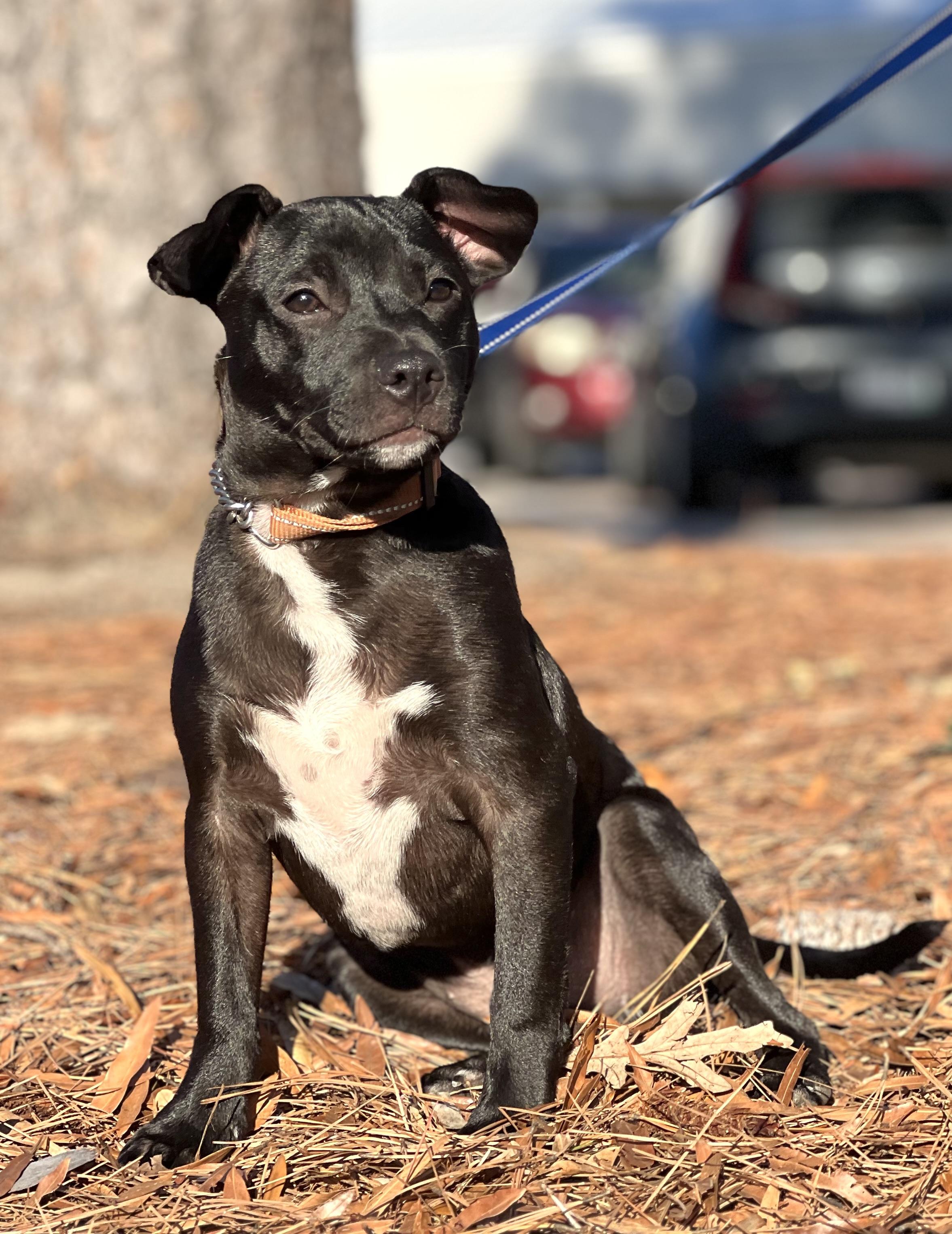 Enlarge Finn, a Adoptable mixed breed in Mt Pleasant, SC image 5/6