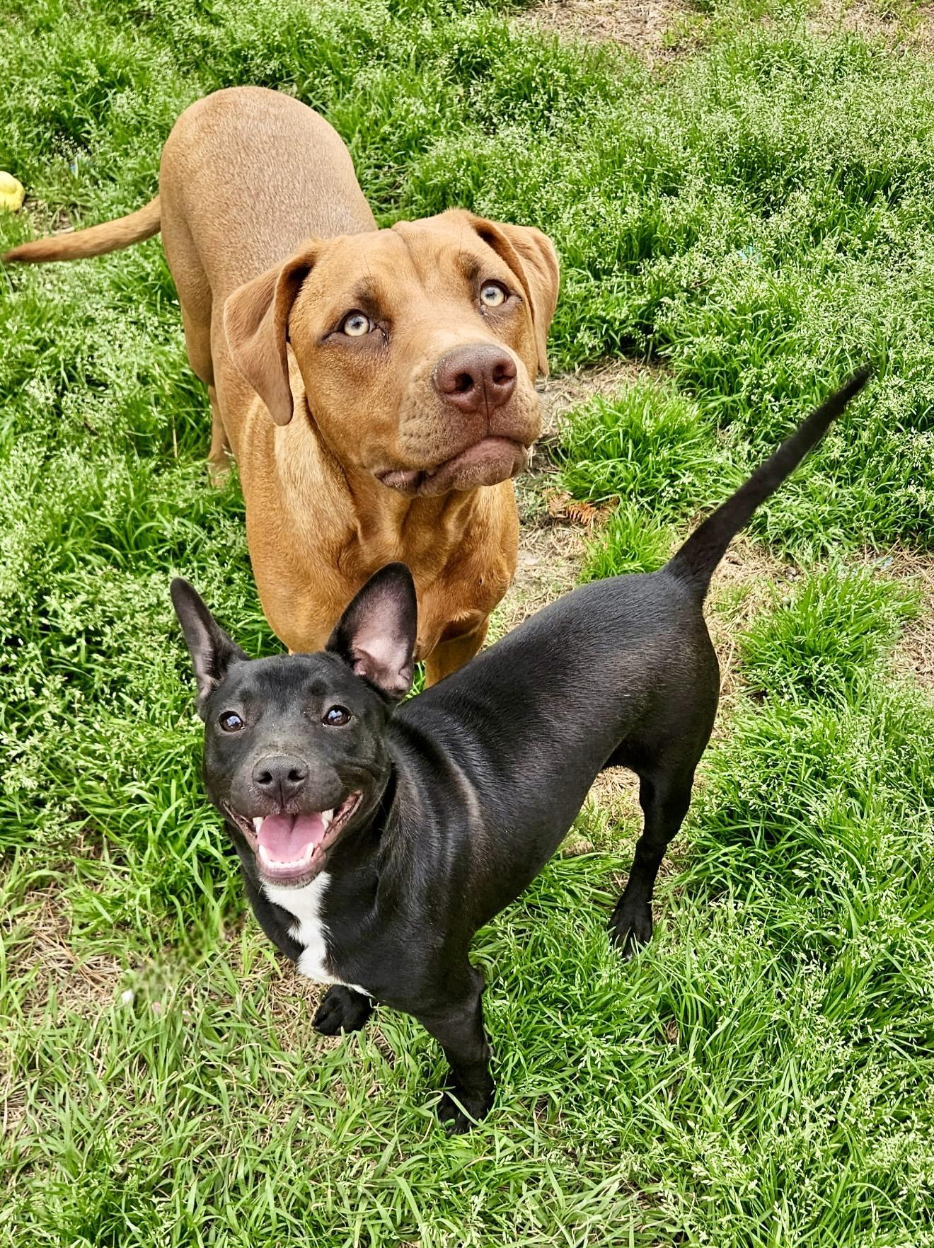 Enlarge Finn, a Adoptable mixed breed in Mt Pleasant, SC image 2/2