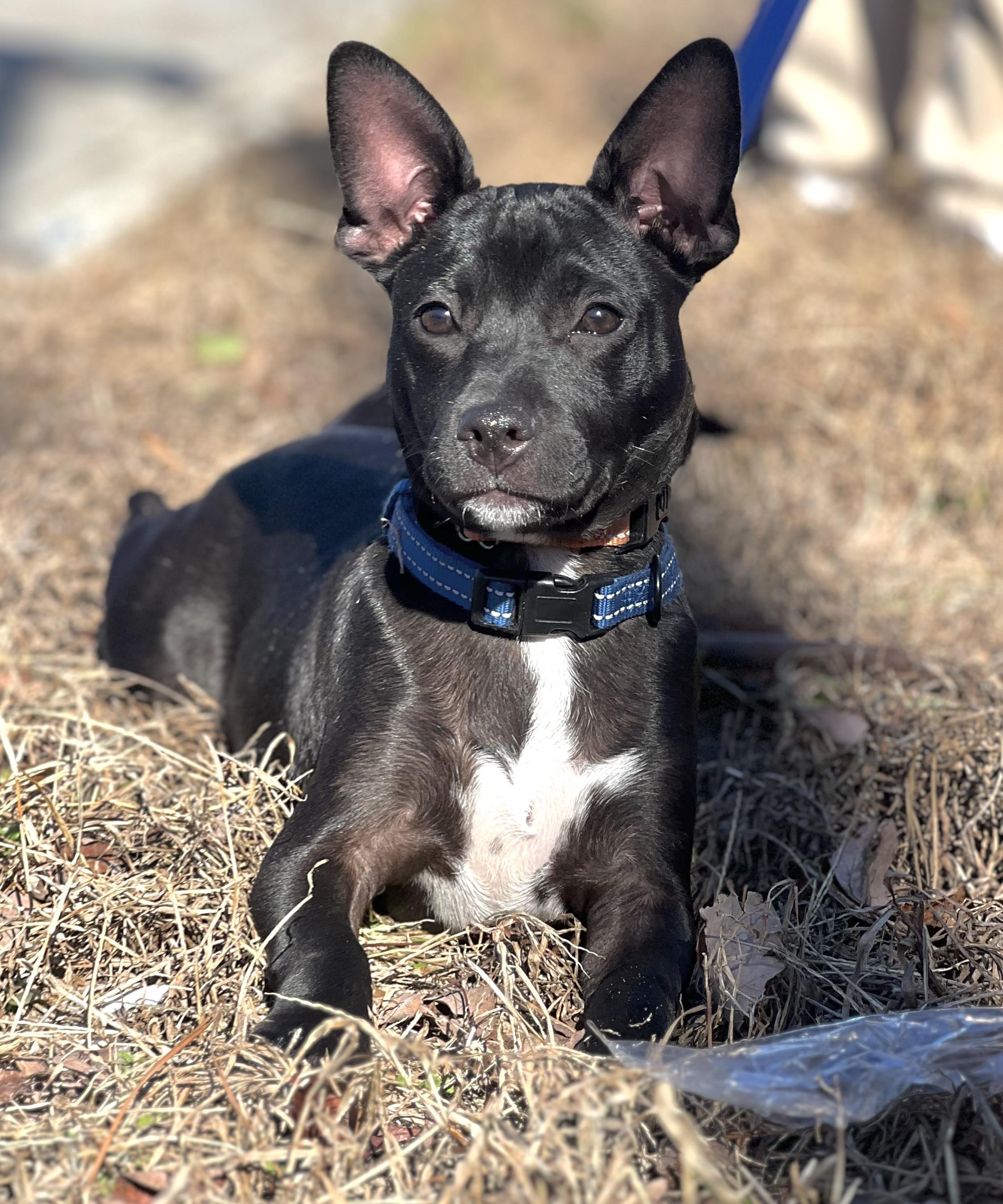 Enlarge Finn, a Adoptable mixed breed in Mt Pleasant, SC image 3/6