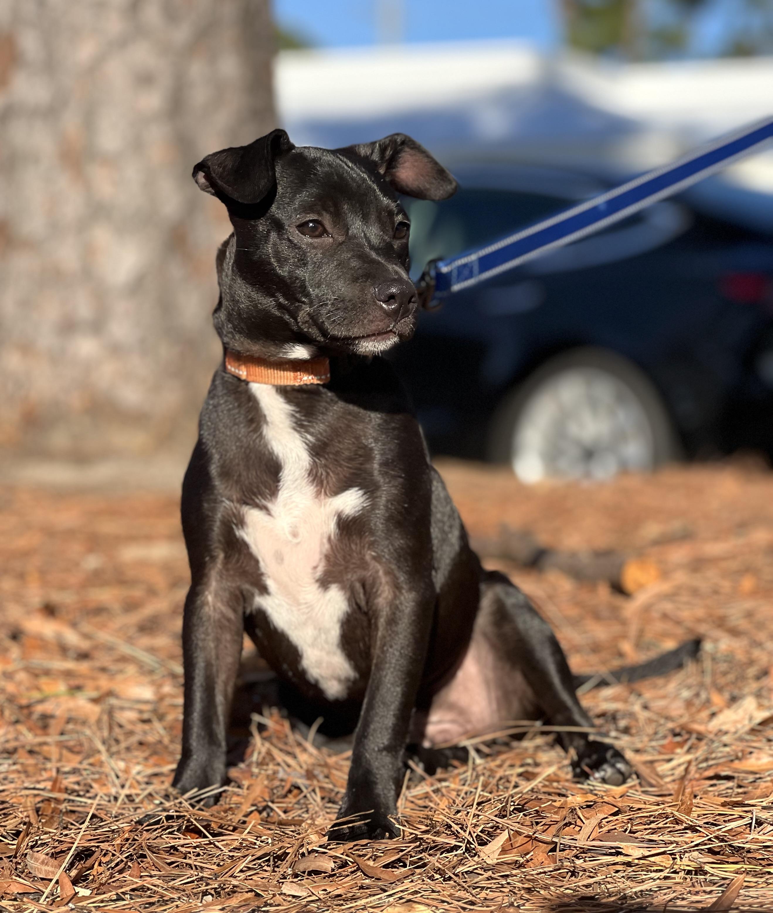 Enlarge Finn, a Adoptable mixed breed in Mt Pleasant, SC image 3/6